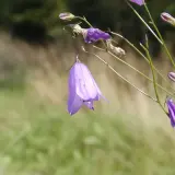 En ensam blomma som liknar blåklocka hänger i en tunn stjälk mot en suddig bakgrund av grönska och gräs.