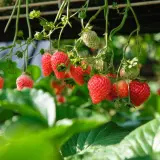 Mogna och gröna fragaria ananassa hänger från plantan, redo att plockas.