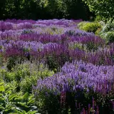 Ett fält med många lila salvia sorter som blommar i solljus.