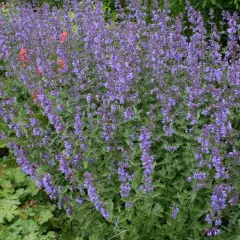 En tät rabatt med lila kantnepeta sorter som blommar rikligt. Några röda blommor sticker upp bland det lila.