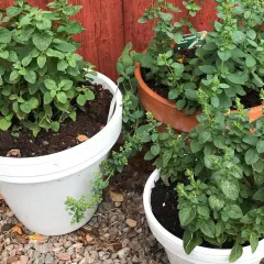 Tre krukor med oregano (Origanum vulgare) växer frodigt. En vit kruka till vänster, en terrakottakruka i mitten och en vit kruka framtill.