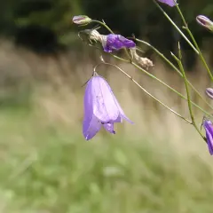 En ensam blomma som liknar blåklocka hänger i en tunn stjälk mot en suddig bakgrund av grönska och gräs.