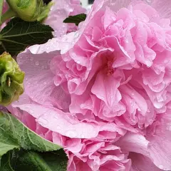En stor, dubbel, rosa stockros med vattendroppar på kronbladen. En grön stjälk med blad och knoppar syns till vänster.