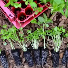 Små plantor med persilja perenn redo att planteras. De har fina rötter och gröna blad.