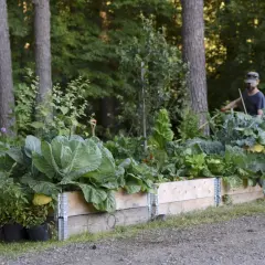 En man vattnar en frodig köksträdgård med kål och andra grönsaker. I bakgrunden syns träd och en skog. Kanske finns här även Matteuccia struthiopteris.