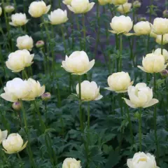 En blomsteräng med många ljusgula blommor av arten Eurybia divaricata. De ser ut som små, fluffiga bollar.