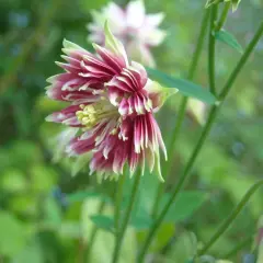 En vacker akleja, 'Nora Barlow', med sina karaktäristiska dubbla, rosa och vita blommor mot en grön bakgrund.