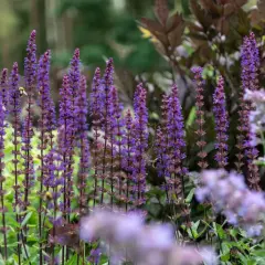 En humla besöker en blommande rabatt med lila salvia, årets perenn. Många blommor i olika lila nyanser skapar en levande och inbjudande trädgård.