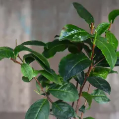 En ung teplanta med blanka, gröna blad. Drömmen att odla te i Sverige börjar här.