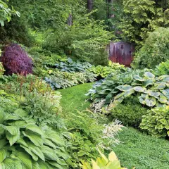 En frodig trädgård med många hosta, inklusive den ståtliga 'Royal Standard', som slingrar sig längs en gräsmatta mot en gammal träport.
