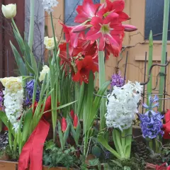 Vacker blomsteruppsättning med amaryllis, tulpaner och hyacinter. Perfekt inspiration för att plantera hyacinter ute i vår.