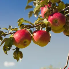 Äpplen hänger på en gren, deras röda kinder skiftar i honungsgyllene toner mot en klarblå himmel.