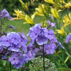 En klunga lila flox blommar vackert med vita kanter. Bakom syns gula blommor i en lummig trädgård.