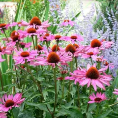 En grupp rosa solhatt magnus blommor med orange mitt. Bakom syns lila lavendelblommor.