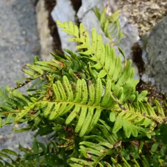 Grönt ormbunksblad av Polypodium vulgare med bruna fläckar och sporer. Stenar och grus i bakgrunden.