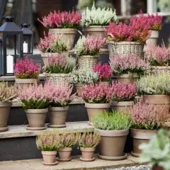 Vackert arrangerad ljung i krukor i olika nyanser av rosa, vitt och grönt. Ljungen skapar en härlig höstkänsla på trappan.