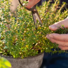 Händer klipper timjan (thymus vulgaris) i en kruka. Solen lyser på de gröna bladen.