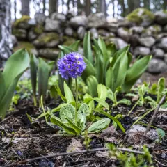 En ensam lila blomma reser sig ur jorden, omgiven av gröna blad och en stenmur. En vacker påminnelse om svenska blommor.