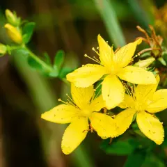 Gula blommor av **hypericum perforatum** lyser upp en grön bakgrund.