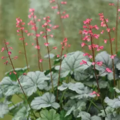 En alunrot rabatt med silverfärgade blad och små rosa blommor som sträcker sig mot ljuset.