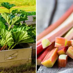 Rabarberplantan Rheum rhabarbarum växer i en upphöjd bädd. Skurna rabarberstjälkar ligger på en träyta.