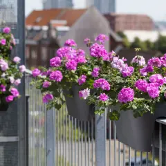 Fyllig balkonglåda med rosa pelargoner ger inspiration för en blomstrande uteplats.