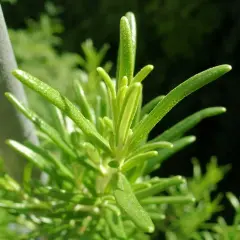 En närbild på en grön rosmarin perenn med sina karaktäristiska nålliknande blad.