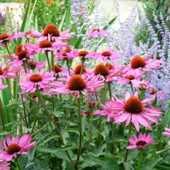 En grupp rosa solhattar med orange mitt, blommor på p. Bakom syns lila lavendelblommor.
