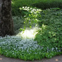 En matta av små vita blommor, troligen galium odoratum, breder ut sig vid foten av ett stort träd.