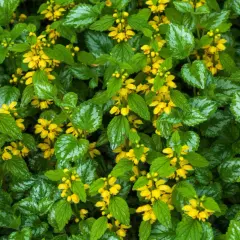 En tät matta av lamium galeobdolon med sina karakteristiska silvermönstrade blad och små, gula blommor som lyser upp i gröngräset.
