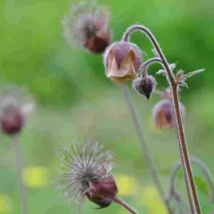 Närbild på en geum rivale med sina karaktäristiska, duniga fröställningar och hängande blommor mot en suddig grön bakgrund.