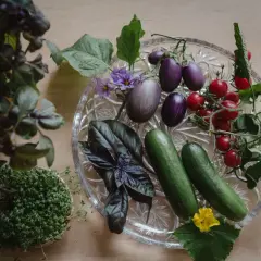 Färska grönsaker från vertikal odling: aubergine, tomater, gurka, basilika och krasse.