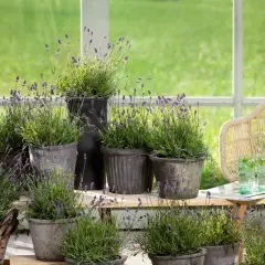 Många krukor med lila lavendelblommor står på en trähylla, perfekt för en somrig balkong.
