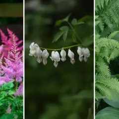 Rosa astilbe, vita hjärtblommor och gröna ormbunkar trivs i perenn skugga.