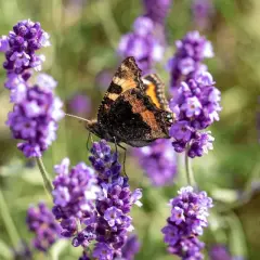 En fjäril sitter på en blommande lavendel perenn.