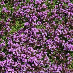 Täckt av lila blommor och gröna blad, dessa backtimjan plantor sprider sig över marken.