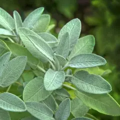 Närbild på salvia officinalis med sina sammetslena, grågröna blad. En växt som doftar underbart.