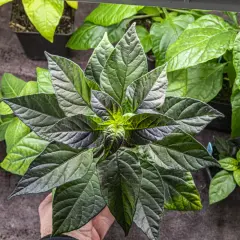 En hand håller en mörk chili planta med stora, gröna blad. Flera andra plantor syns i bakgrunden.