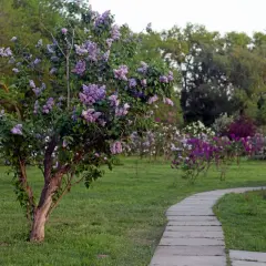 En vacker syrenbuske blommar vid en stenlagd gång i en park. En perfekt plats att plantera syren för att njuta av våren.