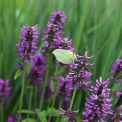 En ljusgul citronfjäril vilar på en lila blomställning av betonica officinalis.