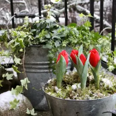 Vinterblommor ute: röda tulpaner och murgröna i zinkhinkar trotsar snön.