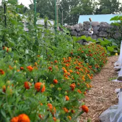 En rad med orange blommor kantas av tomatplantor som växer i en trädgård.