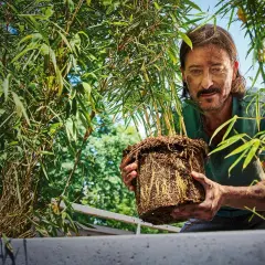 Man håller en **bambu i kruka** med välutvecklade rötter. Gröna blad och solljus.