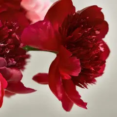 Närbild på röda och rosa pioner. Dessa blommor har en rik blommor betydelse, symboliserande kärlek och lycka.