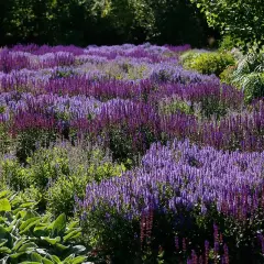 Ett fält med många lila salvia sorter som blommar i solljus.
