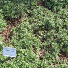 En tät matta av alchemilla alpina, även känd som fjällkåpa, täcker marken med sina karaktäristiska, handflikiga blad.
