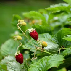 Två röda smultron hänger från en planta, redo att plockas. Plantera smultron för sommarens godaste bär.