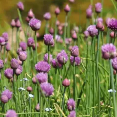Fält av lila allium schoenoprasum blommor, med gröna stjälkar och suddig bakgrund.