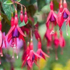 Hängande fuchsia utomhus, med sina röda kronblad och lila inre, ser ut som små balettdansöser i vinden.