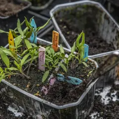 Små tomatplantor med färgglada etiketter redo att plantera ut. Jorden är fuktig och förberedd för en ny växtsäsong.